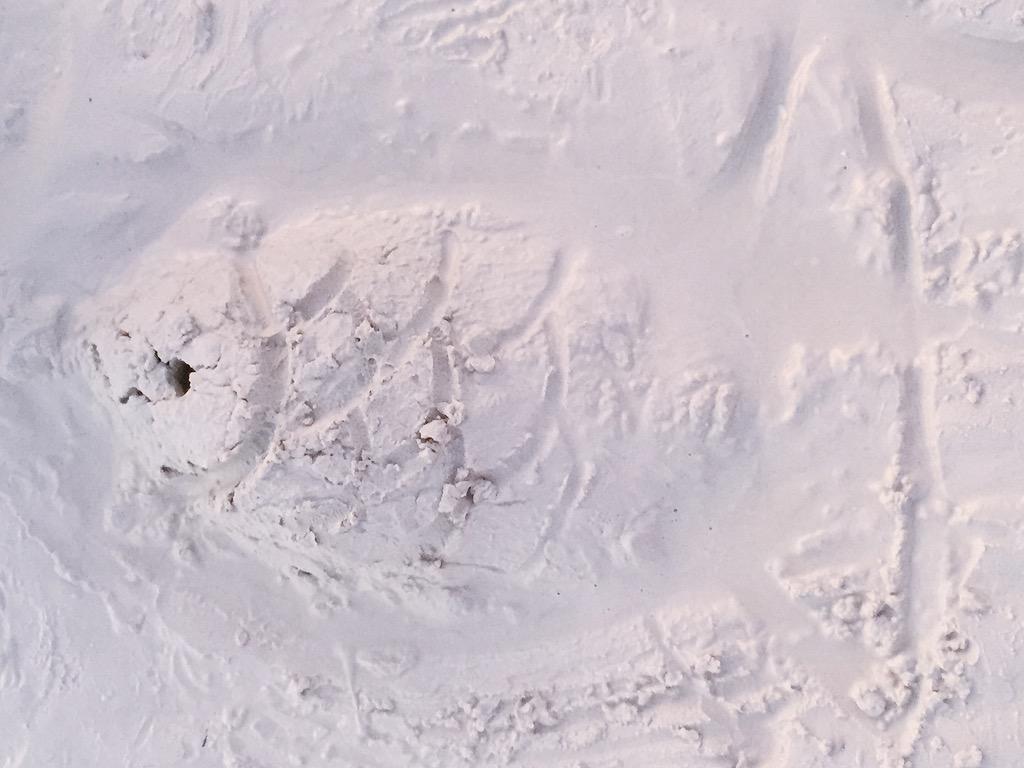 vertheteddyver's tweet image. Ma'am De Guzman will be proud #Bio102 #Teleost 😂