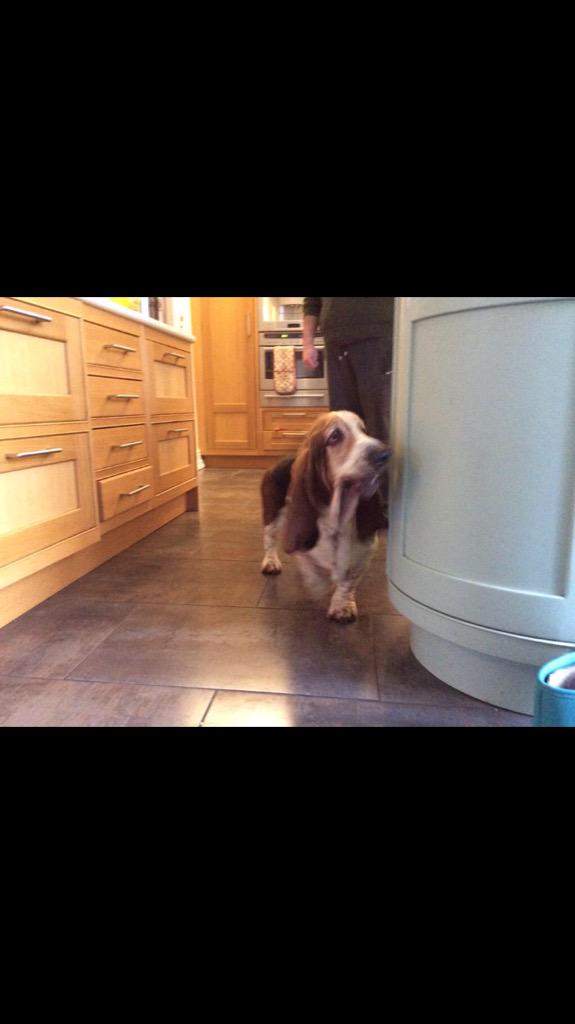 NorwichNow's tweet photo. Calling Norwich! Anyone lost a dog? Found on Unthank Road by @sci_pract #Norwich http://t.co/zRQfox0Z5Q