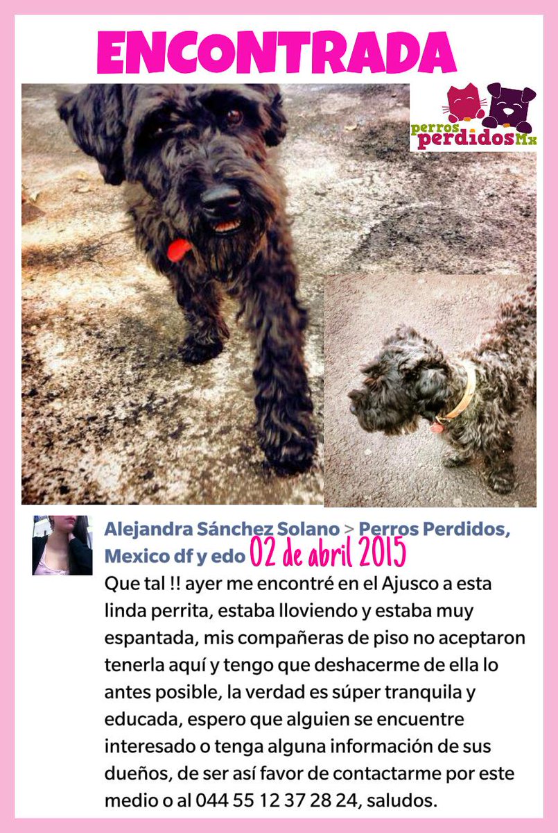 PerrosPerdidosMx (@prrosperdidosmx) on Twitter photo #urge encontrar a su familia #encontrada en #Ajusco @LaMues <a href="/Lalucifera/">Lalucifera 🔪</a> <a href="/MascotaCoyoacan/">Mascotas Coyoacán 🐾</a> <a href="/brenslion/">Buscamos a FRED</a> #urge encontrar a su familia #encontrada en #Ajusco @LaMues <a href="/Lalucifera/">Lalucifera 🔪</a> <a href="/MascotaCoyoacan/">Mascotas Coyoacán 🐾</a> <a href="/brenslion/">Buscamos a FRED</a>