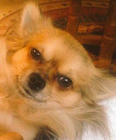 RT #London Help <a href="/DianaVickers/">Diana Vickers</a> #findbiggie 

HUGE REWARD!!! 5K 👊 No Questions asked for Info ~ Last Seen Victoria Park