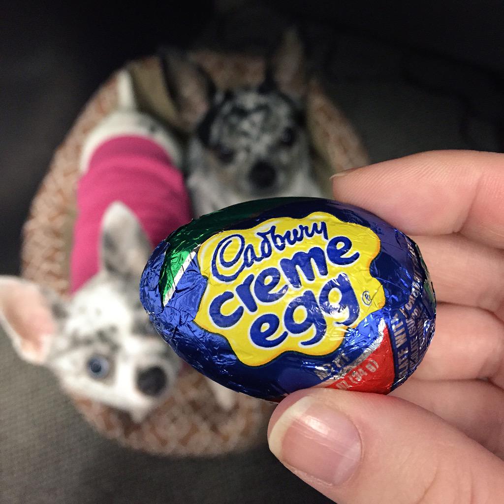 sarahzimmies's tweet image. Everyone in the office got one of these! #yum Who's more excited, me or the dogs?