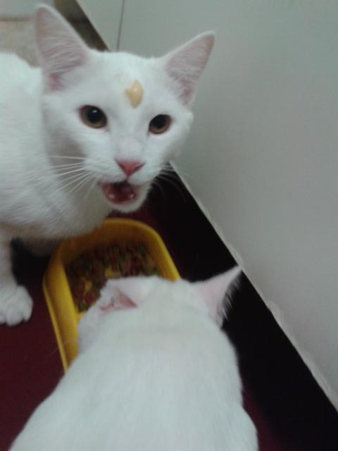 Yogurthead http://t.co/zvLnwOVDsv<a href="/tag/meow"class="tags"><span>#meow</span></a><a href="/tag/cuties"class="tags"><span>#cuties</span></a>