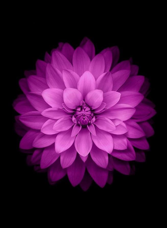 teknolojituru's tweet image. iOS 8 Kullanım Oranı Arttı: teknolojituru.com/ios-8-kullanim… #ios82