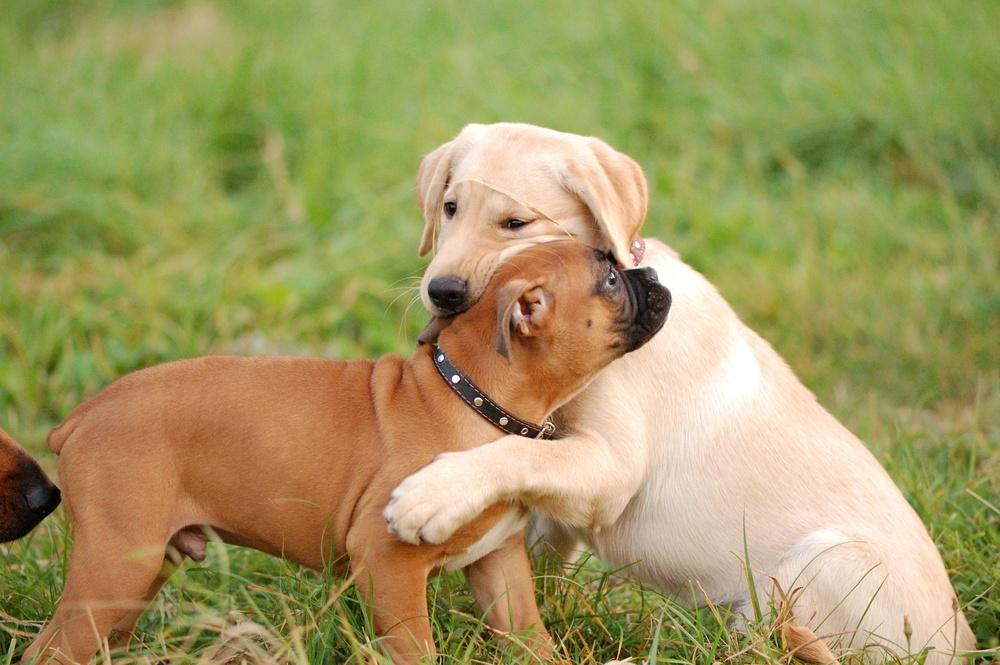 Por qué es importante socializar a los perros desde que son cachorros bit.ly/19NJ0pj