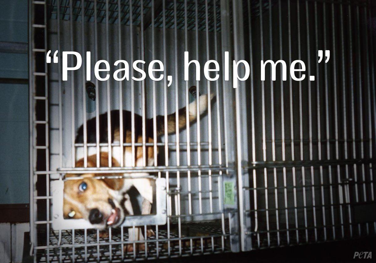 peta's tweet image. No experiment is worth a life. #StopAnimalTests