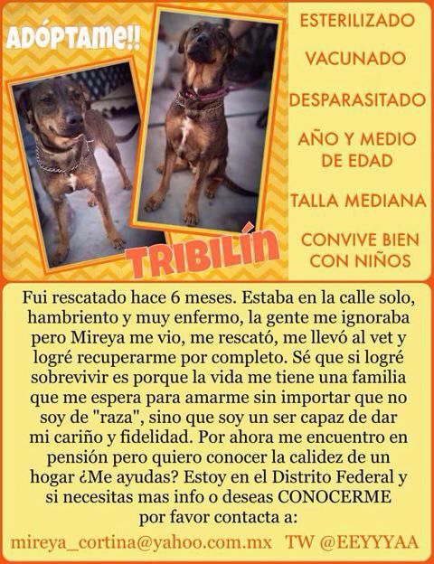 <a href="/EEYYYAA/">Eya ❣️</a> #adoptanocompres  <a href="/la_woodra/">GiGi</a> <a href="/EsEstra/">A L I 🐾</a> <a href="/lasaguis/">lasg</a> <a href="/rescatamx/">Rescata México</a> <a href="/UribeMerle/">Merle Uribe Oficial</a> <a href="/GeNeZyS26/">Genezys Pozos</a> <a href="/PradoSyp1/">silvia yañez prado</a> <a href="/Froggieland/">Anny Reyes</a>
