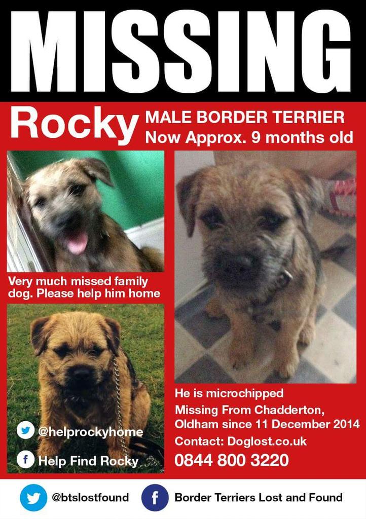#FF SOMEONE KNOWS  pls #RT to #helprockyhome #missing #chadderton <a href="/gmpolice/">Greater Manchester Police</a> <a href="/TheMalonesGB/">Gogglebox Malones</a> <a href="/dogs/">Dogs</a> TY