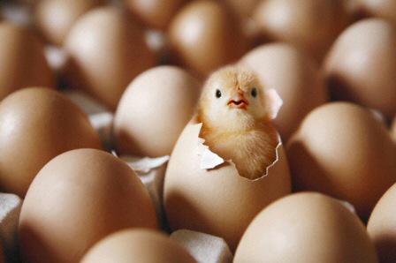 WeNurses's tweet photo. We are on a very special egg hunt this Easter ;)
If you see a tweeting egg see if you can get them to #hatchout! http://t.co/vSQCvuz50g