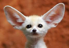 HAGOODAY's tweet photo. Hey, I know mumbling is fun. But I don't have ears like this. 
#SpeakUp http://t.co/pn2tlDXdgf