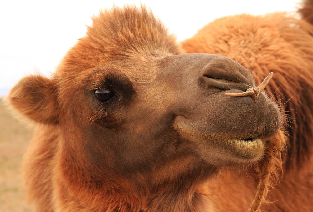 AmazingMongolia's tweet photo. Explore extraordinary. Discover #Mongolia  #travel #flora #wanderlust #travelpics #ttot #nature #camel #WorldHeritage http://t.co/VV91pItAcz