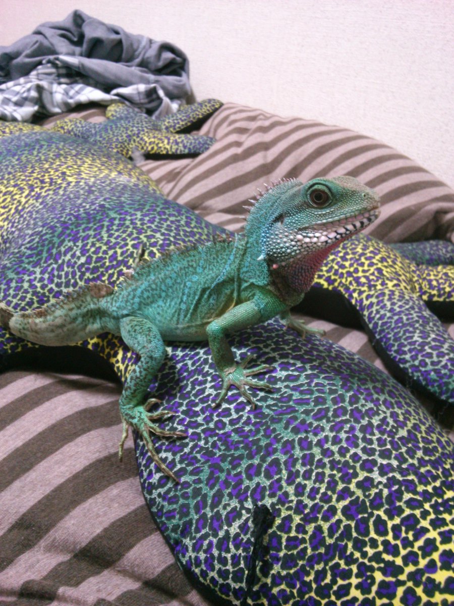 Wataru Sato Gecko على تويتر 大きいトカゲの上に乗る小さいトカゲ Http T Co Nzwr8bnu0e