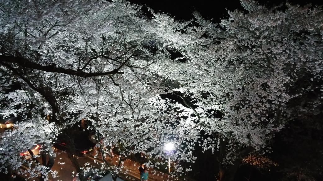 de31e6efc0724fb's tweet photo. 화개십리 벚꽃 http://t.co/VjmZmuVTds
