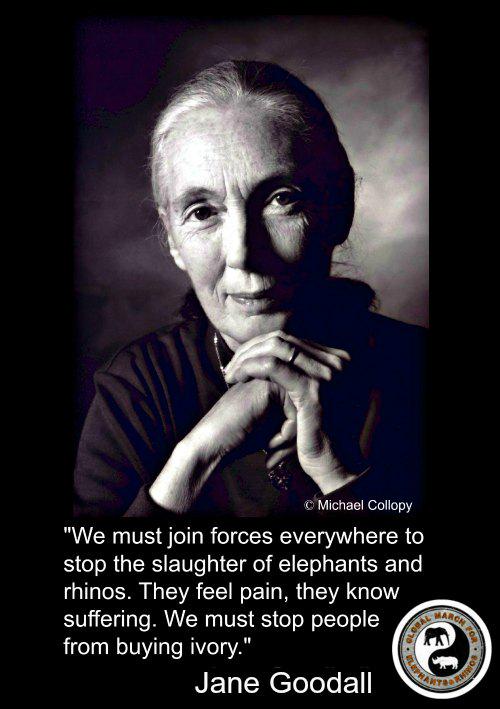 Happy birthday Jane Goodall! Thank you for your life\s work & teaching respect & love for chimps & all animals. 