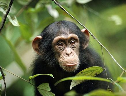 The greatest danger to our future is apathy. 
Jane Goodall 
Happy 81st birthday, Jane   