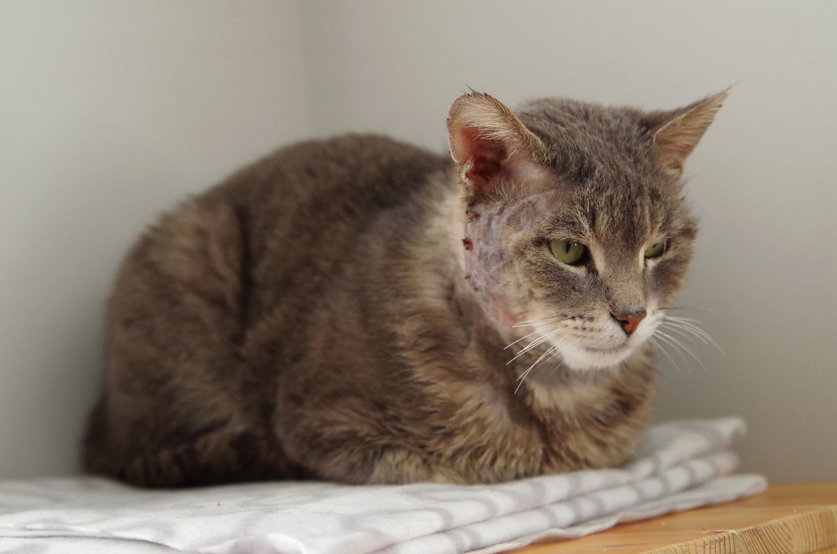 MssHumane's tweet photo. Belair is looking for a home full story here! http://t.co/1bMe9odFz2 http://t.co/vtCTI7jCTX