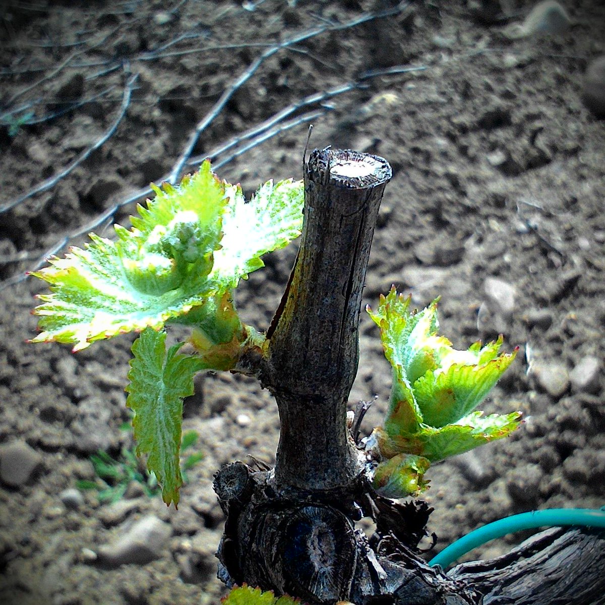 etnaroccadapi's tweet image. Etna#Pasqua#nuovavita#orgoglio#emozione#etnaroccadapi.it