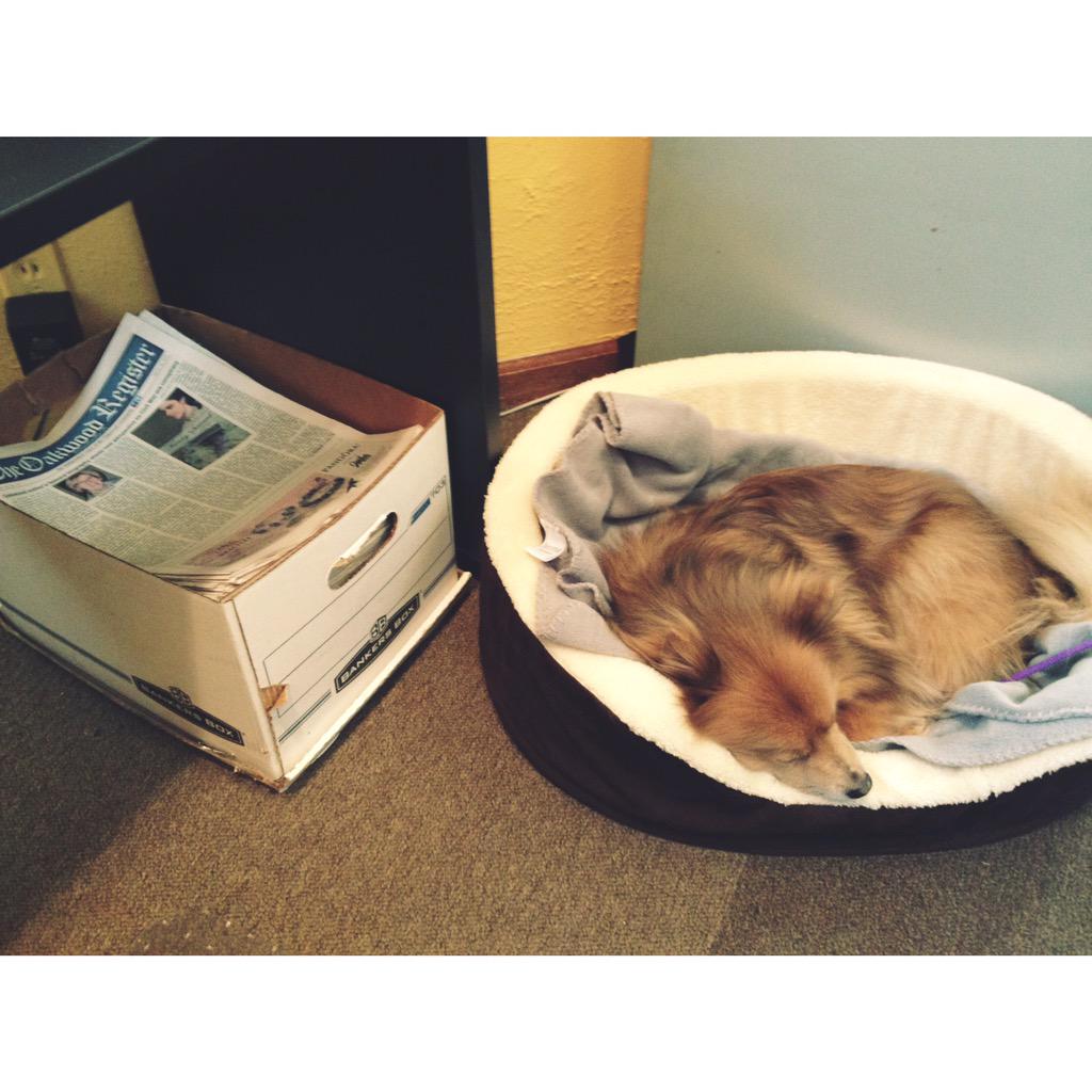 oakwoodregister's tweet photo. It's the last weekend to get your #ForPetsSake submissions in.  Help us raise 💰 for @HSGreaterDayton http://t.co/TjfXBFjF9i