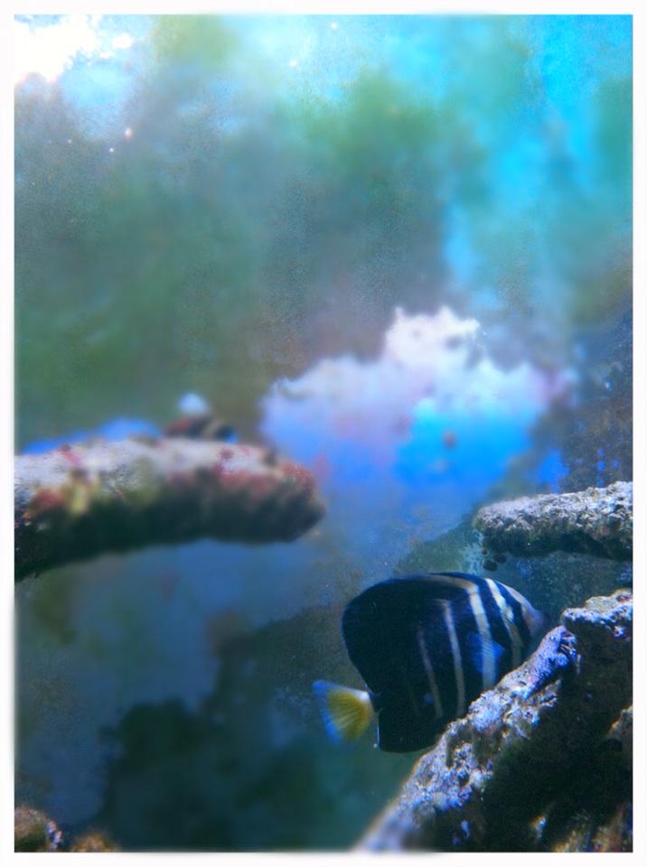 KaylaModrell's tweet image. Here's a pic I took of my dads fishies I blurred the background do you like it? :)