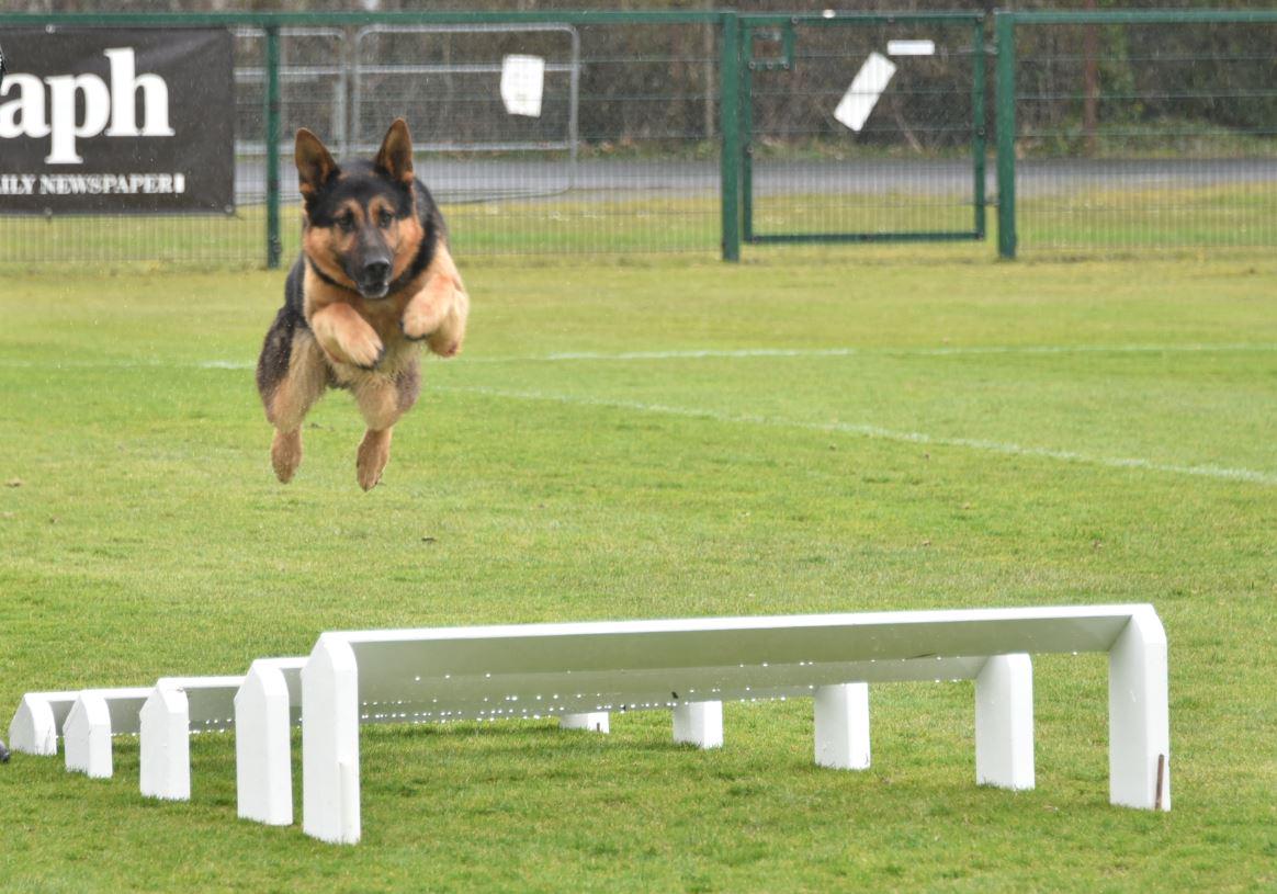 Alan is Top Dog! Alan and handler win the PSNI Regional Police Dog Trials 2015.

on.fb.me/1GoRrnS