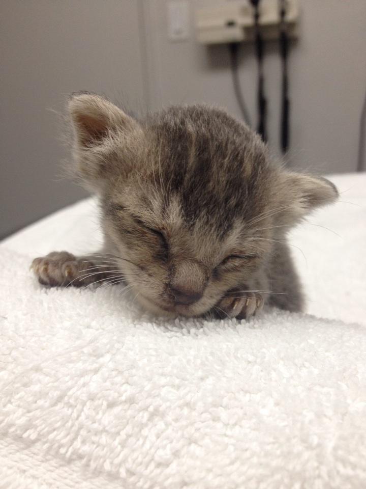 The 2015 baby kittens are here! They'll be available for adoption in about 10 weeks! :)