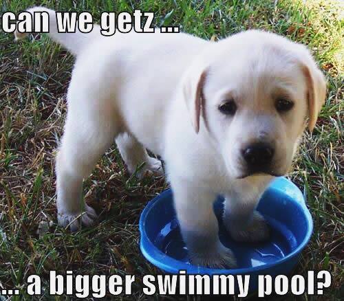PoolButlers's tweet image. It's time to upgrade this little guy &amp;amp; your families pool! Call us for our great rates! 618.251.0041 #Alton #EDW