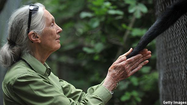 World-famous scientist Jane Goodall celebrates her 81st birthday today. Happy birthday!!  