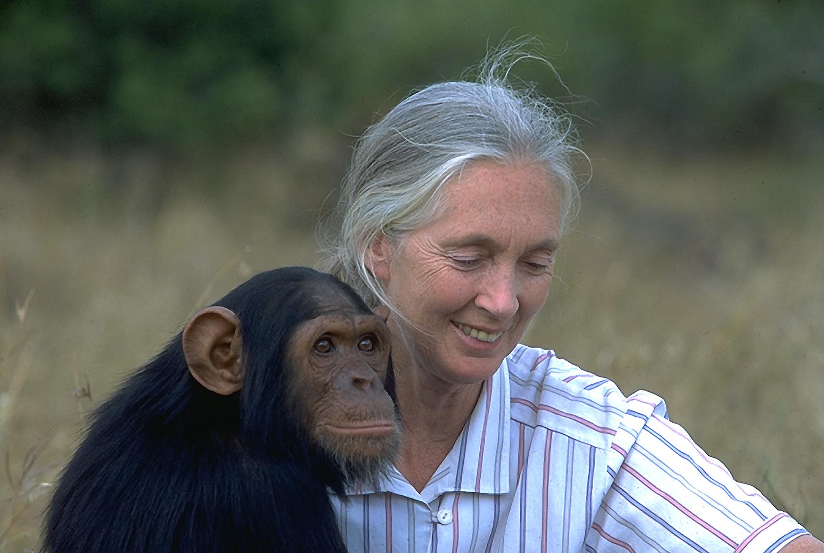 Today in Geek History: Happy bday, Jane Goodall! The primatologist, ethologist *and* anthropologist was born in 1934. 