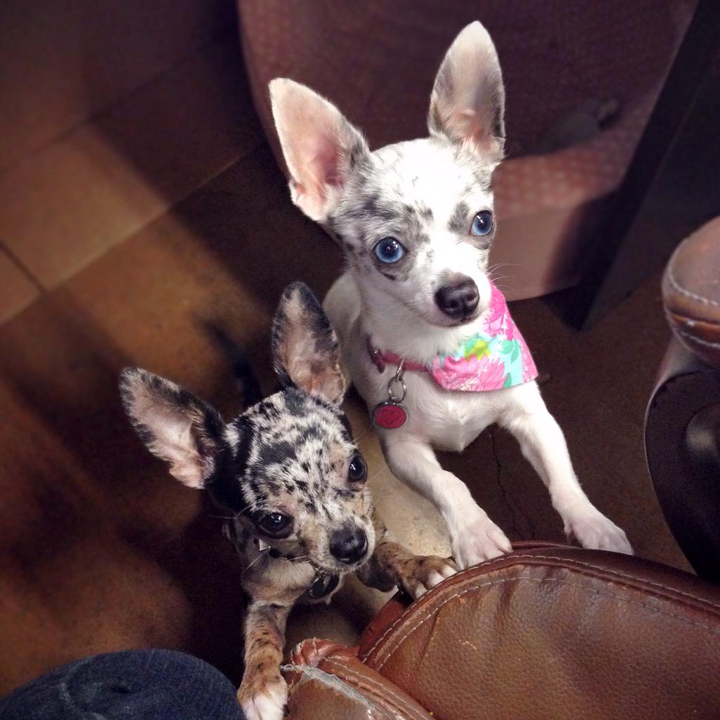 sarahzimmies's tweet image. Best part of #officedogs is everytime I look down from my work it's like the 1st time they've seen me! @instabuild