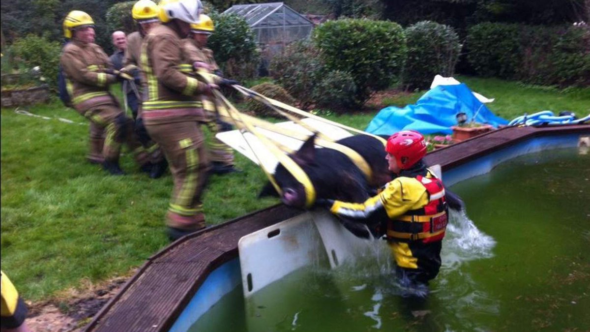 SkyNews's tweet image. Firefighters have been called to the rescue of a pig after it got stuck in a swimming pool trib.al/6GAlB3g