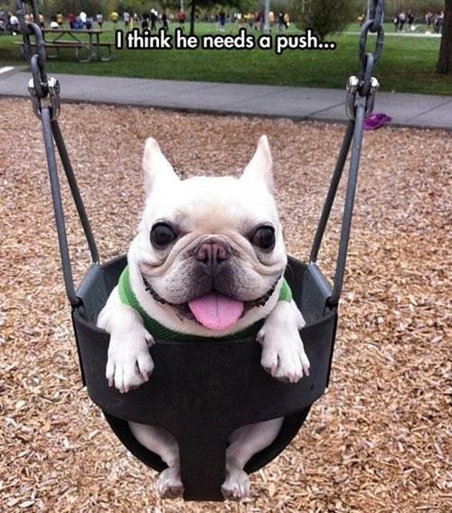 Cheezburger's tweet photo. SWING ME! #DailySquee http://t.co/AdizVoaRD0