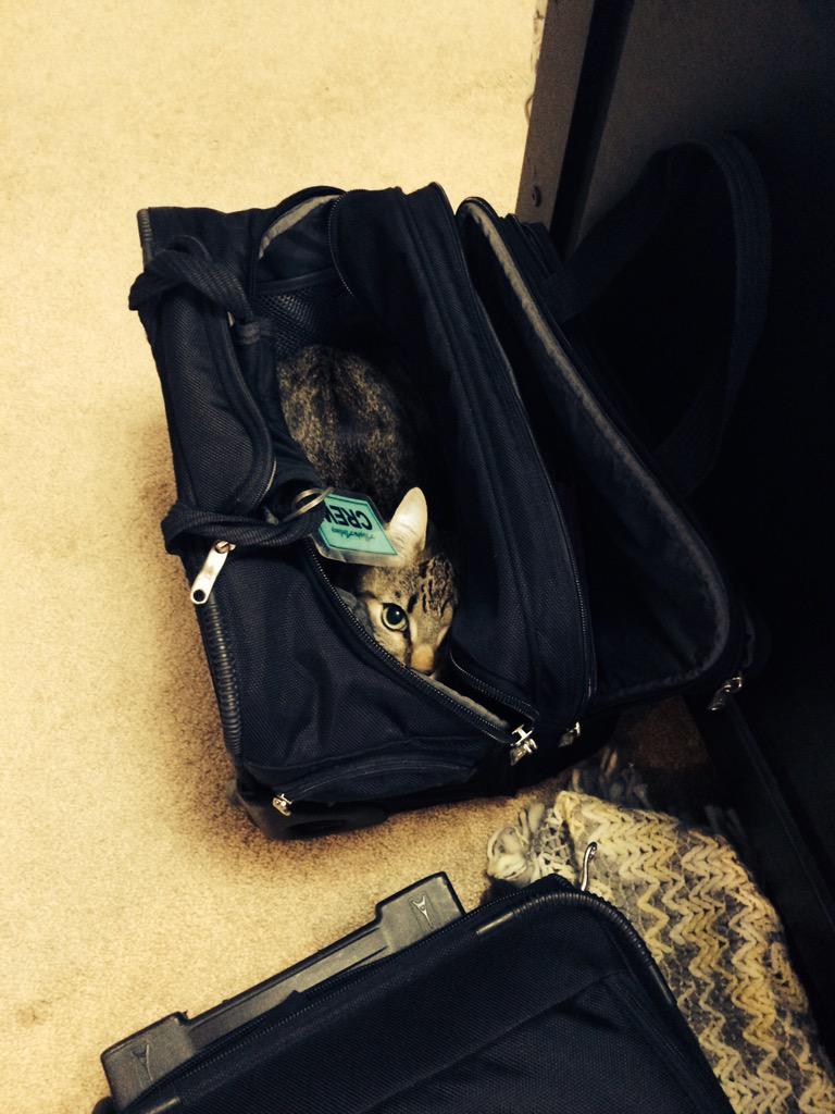 ClarkPCat's tweet image. Sneaky sneaky... Do you see me? #kitty #cat #sneaky #meow