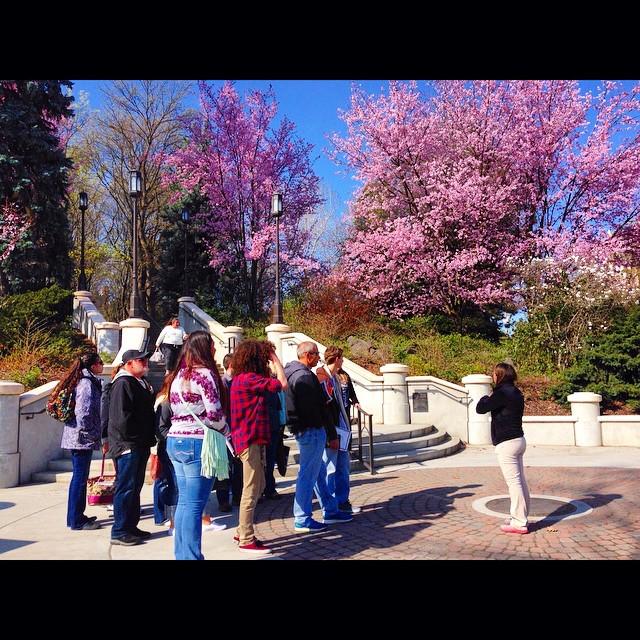 uidaho's tweet photo. #vandalfriday tour on the #Uidaho campus #hellowalk #blossoms http://t.co/2dq7bSnpxn http://t.co/QEXBcBLq52