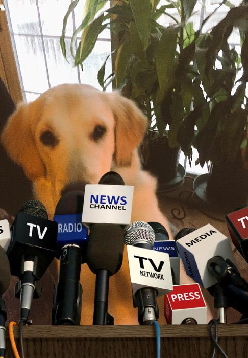 Gordonsol0x's tweet photo. @sparksthebeagle follow my friend! @amandaje17 @DallasDixieDogs @AtlanteanCrystl @AveryLoganBAU @binkybear007 http://t.co/nvvqzkatqz