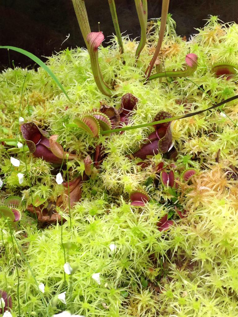 MrsBrem's tweet photo. Cool! Venus flytraps close bc of an electrical impulse. @naturalsciences We study electricity. #sci4P2 #wakek5science http://t.co/TOI2CcGR8Q