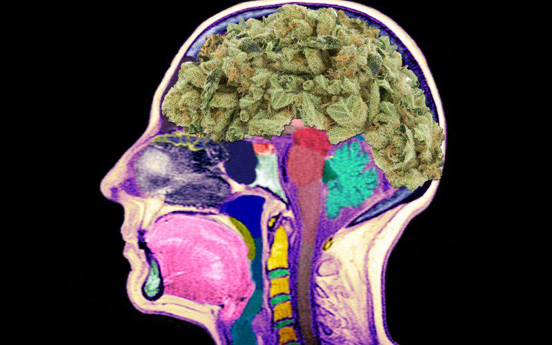 CLEARdrugpolicy's tweet photo. STUDY: Daily #Cannabis Use Not Associated with Brain Changes #breakthetaboo http://t.co/P8MVYE6081 http://t.co/FNxrshwn58