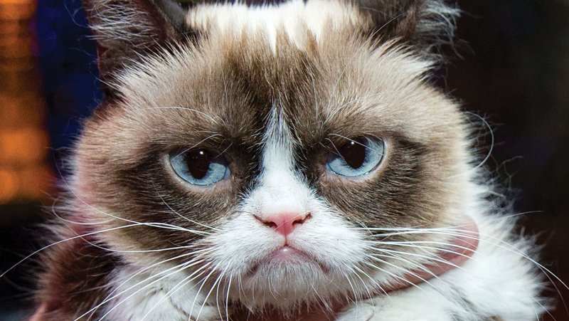 Ask.com on Twitter: &quot;What cat breed is Grumpy Cat? http://t.co/CzmykrK2s0  #QOTD http://t.co/54WkNcDgMB&quot;