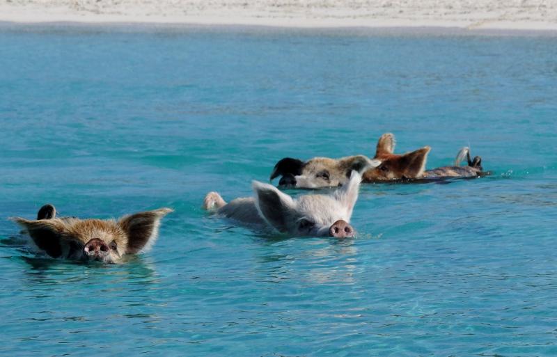 kai_ma's tweet image. Pig Island is an uninhabited island in the Bahamas populated by many swimming feral pigs. #packingbags #nobacon