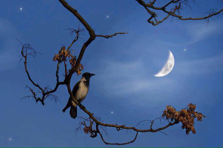 Спокойной ночи птичка. Птицы ночью. Птица в ночном небе. Птицы на ветке ночью. Луна и птицы.