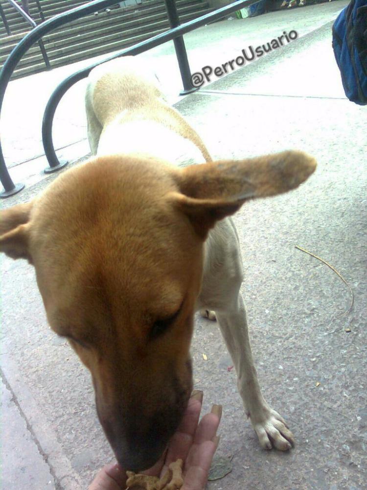 Si no puedes #Adoptar regálale un poco de afecto, atención y protección ... ¡No sabes cuanto lo agradecerán!