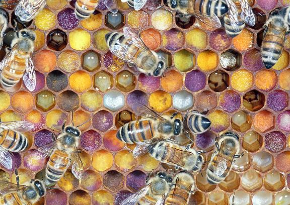 SJWard410's tweet photo. "@TEDTalks: 2 easy ways you can help bees survive: http://t.co/DHj8xHPc5k http://t.co/p0WYU6xg7e" @MollyTruszinski #supportlocalbees
