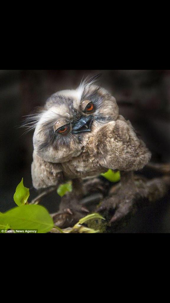 And here is u Charlie <a href="/danielkokun/">Daniel Kokun</a>  :-))))