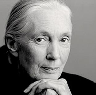Happy 81st birthday Goodall 