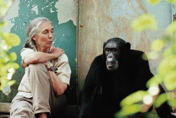 Happy birthday to primatologist, humanitarian and environmentalist Dr. Jane Goodall.Thank you for your and dedication 