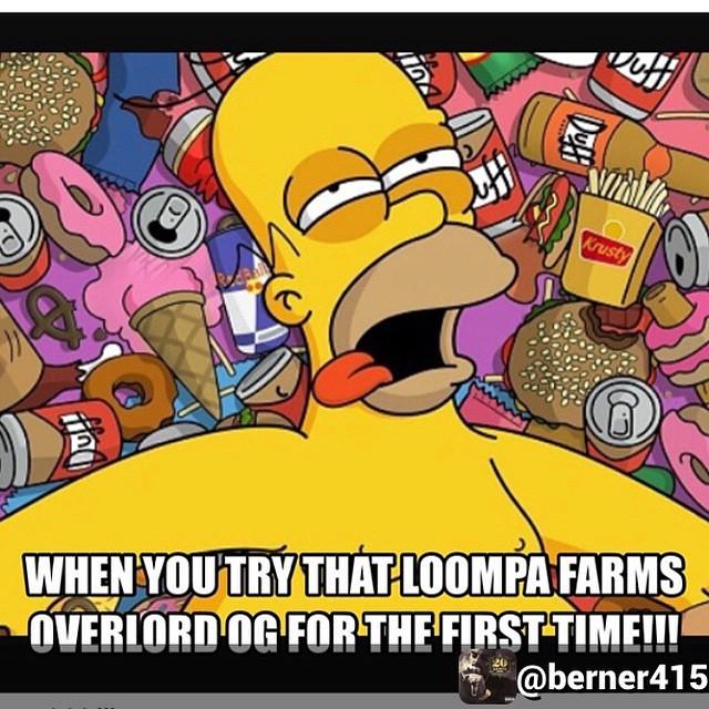 yetifarms's tweet photo. #Repost @berner415 @cookiessf215 ๐๐ #OverlordOG #LoompaFarms #Berner #CookiesSF #Humboldt โฆ http://t.co/1mtJVlLrQW http://t.co/cucZ3A6Gx4