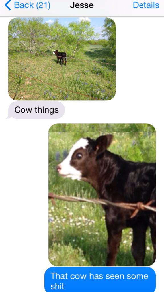 Why do ppl think it's so weird that I like cows 🐮🐮🐮🐮 #cowthings