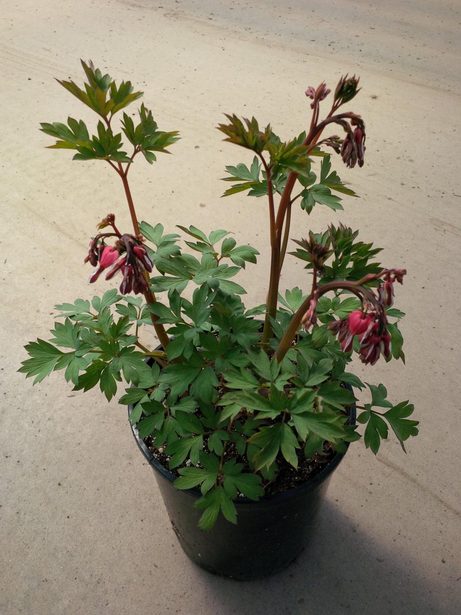 MoriNurseries's tweet photo. #spring has sprung!  #Plant these gorgeous #moristarr #perennials in your #garden ! http://t.co/yRCcWBxzzy
