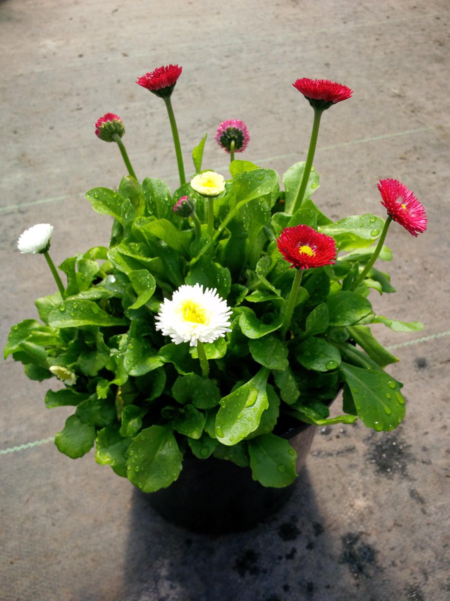 MoriNurseries's tweet photo. #spring has sprung!  #Plant these gorgeous #moristarr #perennials in your #garden ! http://t.co/yRCcWBxzzy