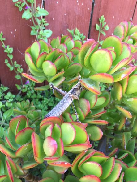 Look at that huge fella that landed in my garden. I thought it was a fucking bird when it flew by. http://t