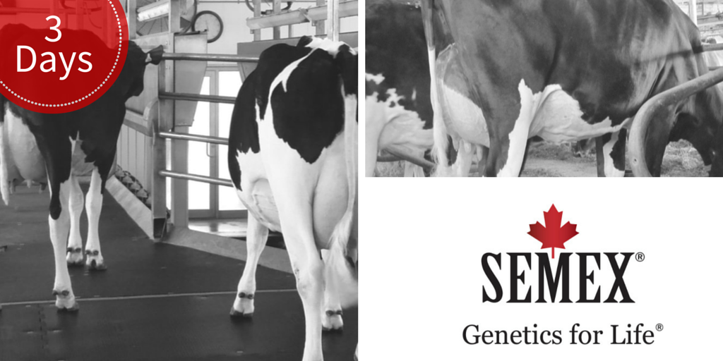 Semex's tweet photo. One to watch for: Sennett (Atwood x Shottle) great breeding pattern! #aprilproofs #semex http://t.co/KR077bT9Jv