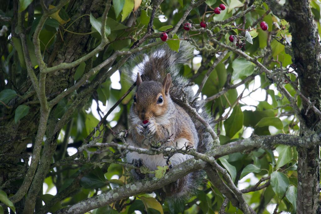 Squirrel Pics (@squirrel_pix) on Twitter photo 